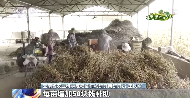 
北京大学第六医院黄牛代挂号电话票贩子号贩子网上预约挂号,住院检查加快,在希望的田野上丨金秋十月 各地迎来大豆丰收