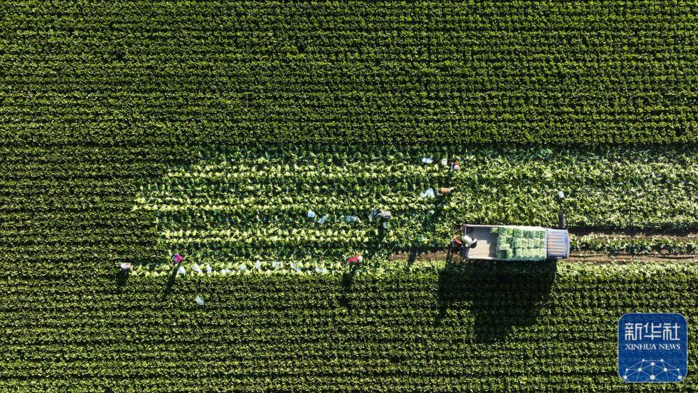
上海肿瘤医院黄牛代挂号电话票贩子号贩子网上预约挂号,住院检查加快,我们的田野——最美秋色是丰收