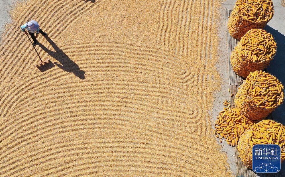 
上海肿瘤医院黄牛代挂号电话票贩子号贩子网上预约挂号,住院检查加快,我们的田野——最美秋色是丰收