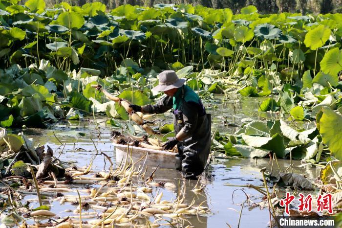 
沈阳医大一院黄牛代挂号电话票贩子号贩子网上预约挂号,住院检查加快,新疆博湖：“藕”遇丰收季 农户采摘忙