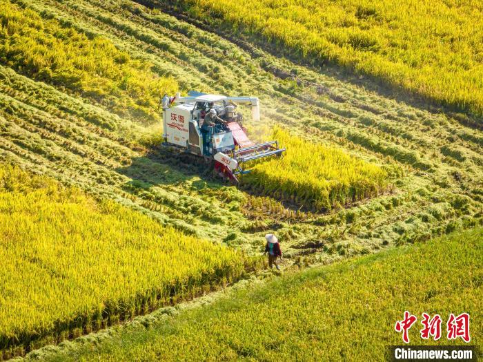 
浙江省肿瘤医院黄牛代挂号电话票贩子号贩子网上预约挂号,住院检查加快,秋染田野遍地金黄 航拍“赣中粮仓”壮美丰收图景