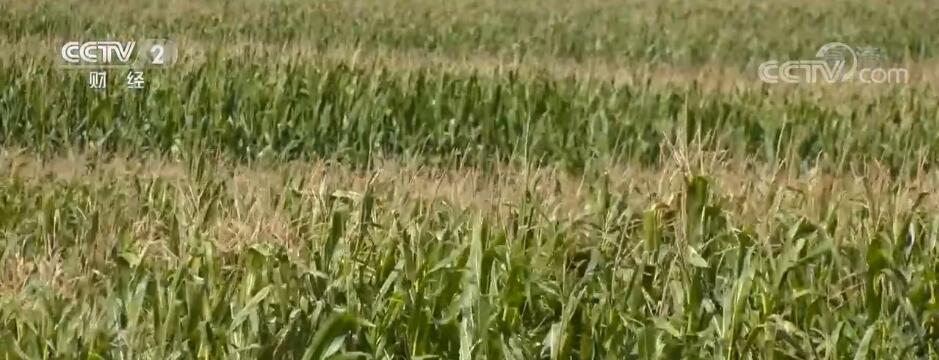 
浙江省人民医院黄牛代挂号电话票贩子号贩子网上预约挂号,住院检查加快,在希望的田野上 | 内蒙古通辽：500万亩青贮玉米收割完成