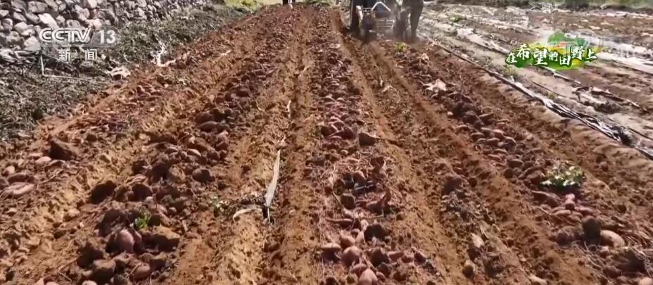 
北医六院黄牛代挂号电话票贩子号贩子网上预约挂号,住院检查加快,在希望的田野上 | 依托山地丘陵地貌 梯田式种植红薯获丰收