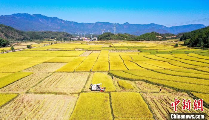 
浙江省肿瘤医院黄牛代挂号电话票贩子号贩子网上预约挂号,住院检查加快,秋染田野遍地金黄 航拍“赣中粮仓”壮美丰收图景