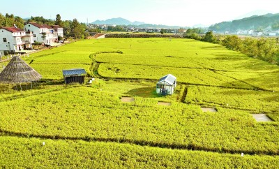 
上海各大医院黄牛代挂号电话票贩子号贩子网上预约挂号,住院检查加快,科技创新护健康