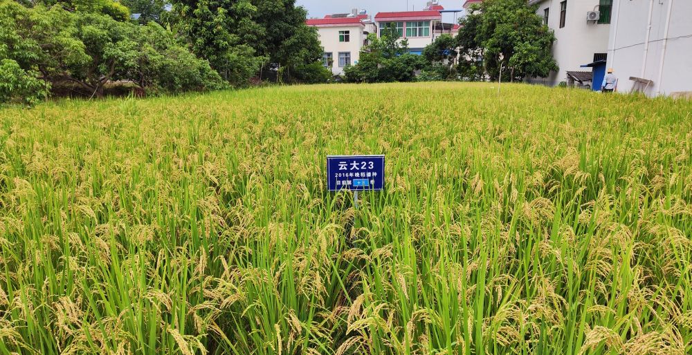 
北大医院黄牛代挂号电话票贩子号贩子网上预约挂号,住院检查加快,新华全媒+丨黑稻、多年生稻、巨型稻……奇妙水稻知多少？