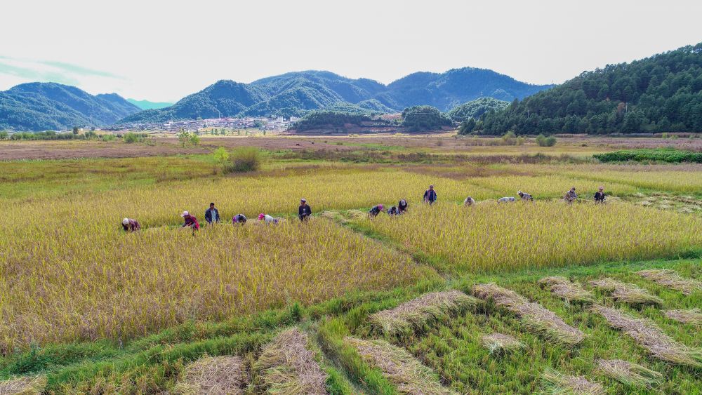 
北大医院黄牛代挂号电话票贩子号贩子网上预约挂号,住院检查加快,新华全媒+丨黑稻、多年生稻、巨型稻……奇妙水稻知多少？