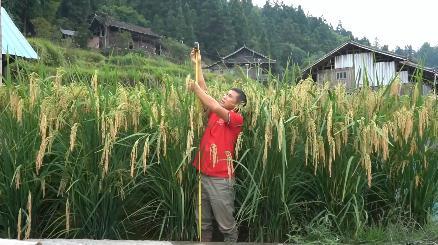 
东直门医院黄牛代挂号电话票贩子号贩子网上预约挂号,住院检查加快,新华全媒+｜听，秋收乐章