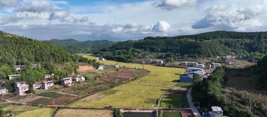 
天津血液研究所黄牛代挂号电话票贩子号贩子网上预约挂号,住院检查加快,四川绵阳秋收进入尾声 抢收水稻迎丰收