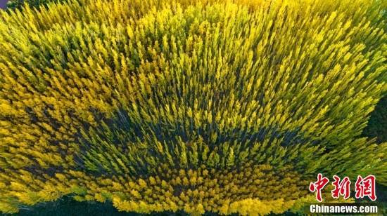 
东直门医院黄牛代挂号电话票贩子号贩子网上预约挂号,住院检查加快,金秋美如画 打卡各地看绚丽秋景