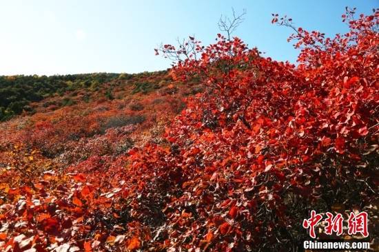 
东直门医院黄牛代挂号电话票贩子号贩子网上预约挂号,住院检查加快,金秋美如画 打卡各地看绚丽秋景