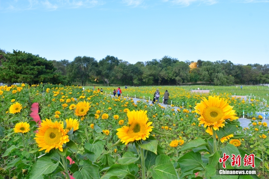 
东直门医院黄牛代挂号电话票贩子号贩子网上预约挂号,住院检查加快,金秋美如画 打卡各地看绚丽秋景