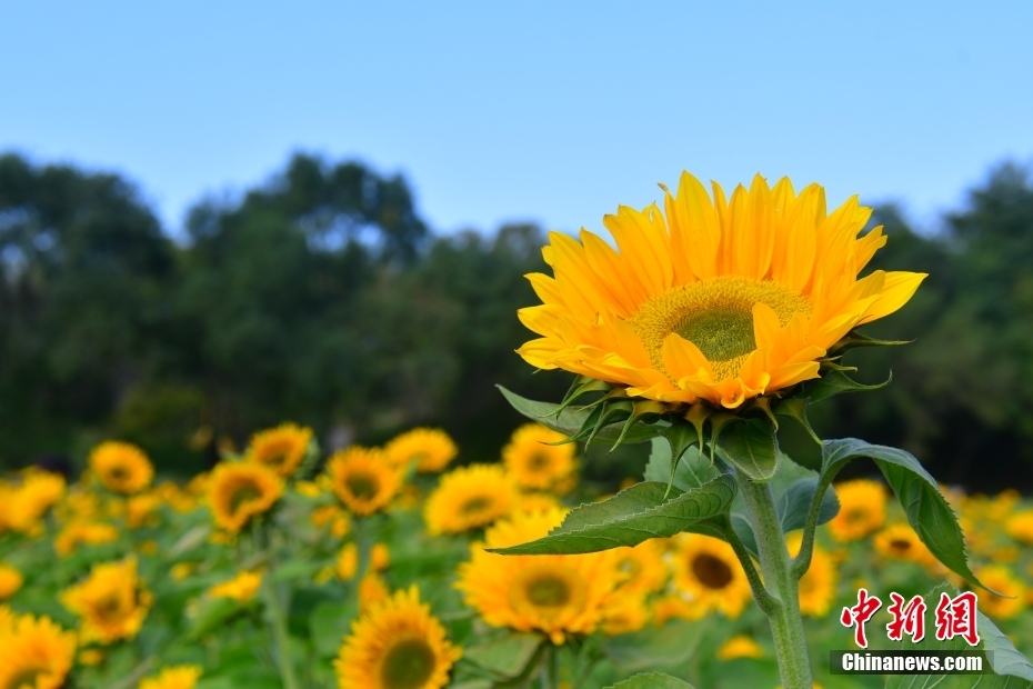 
东直门医院黄牛代挂号电话票贩子号贩子网上预约挂号,住院检查加快,金秋美如画 打卡各地看绚丽秋景