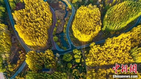 
东直门医院黄牛代挂号电话票贩子号贩子网上预约挂号,住院检查加快,金秋美如画 打卡各地看绚丽秋景