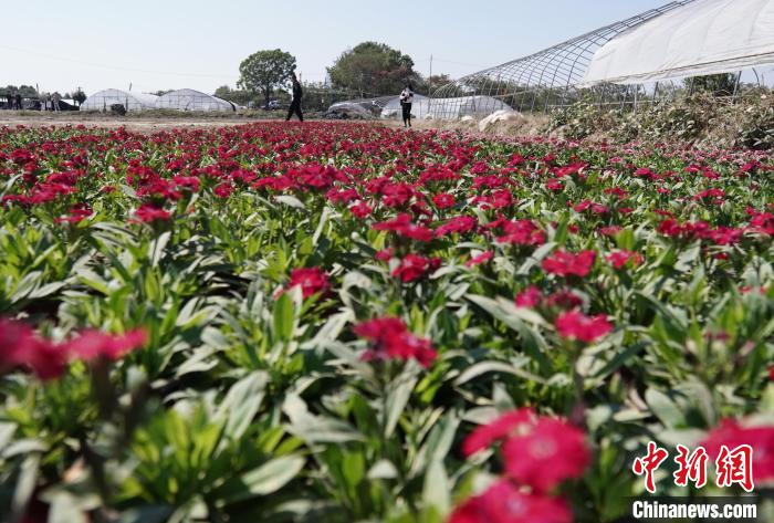 
北京广安门中医院黄牛代挂号电话票贩子号贩子网上预约挂号,住院检查加快,红土地上振兴路：南昌扬子洲头小花卉绽放“美丽经济”