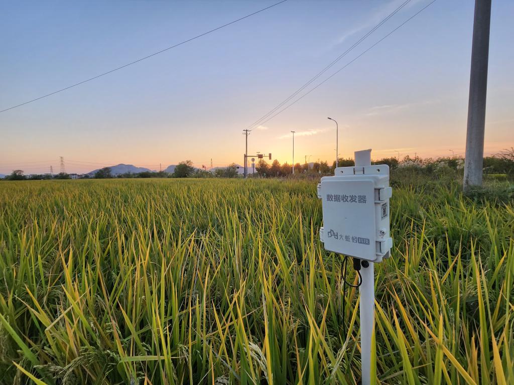 
浙江省肿瘤医院黄牛代挂号电话票贩子号贩子网上预约挂号,住院检查加快,新华全媒+丨长江畔秋收见闻：稻田里藏了多少“黑科技”