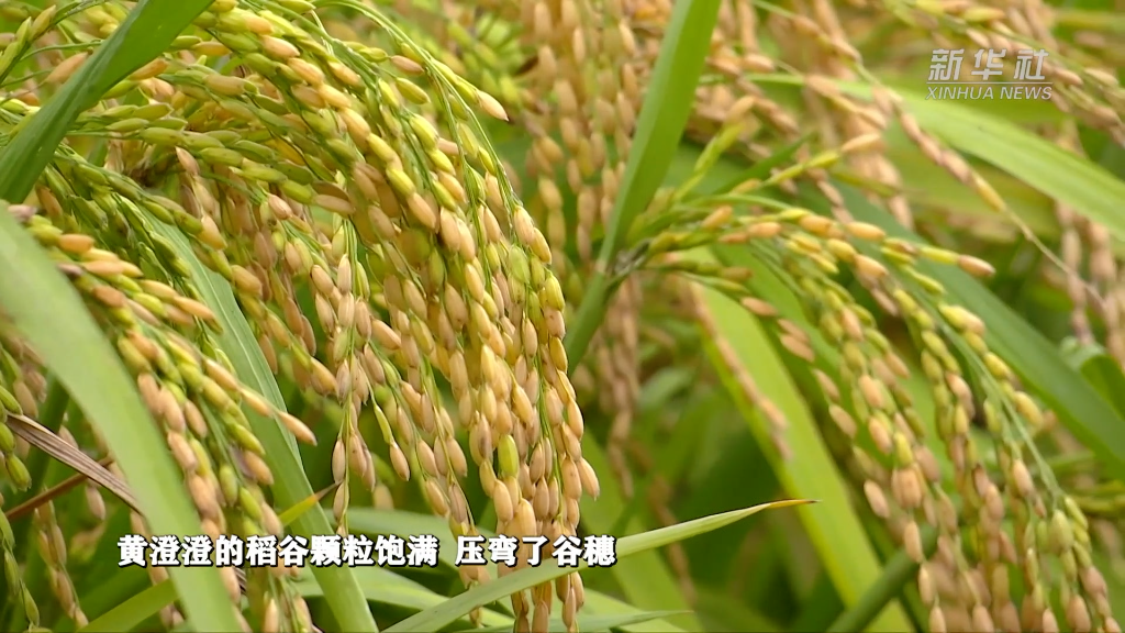 
上海胸科医院黄牛代挂号电话票贩子号贩子网上预约挂号,住院检查加快,新华全媒+｜重庆涪陵：万亩再生稻喜开镰 平均亩产有望突破300公斤