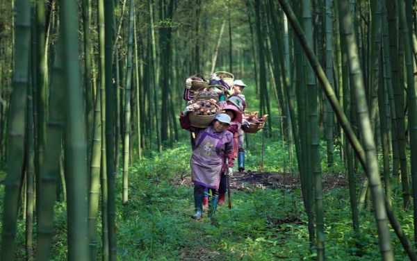 
北京空军总医院黄牛代挂号电话票贩子号贩子网上预约挂号,住院检查加快,【共同富裕看基层】浙江龙游：“森林魔方”铺就共富康庄大道