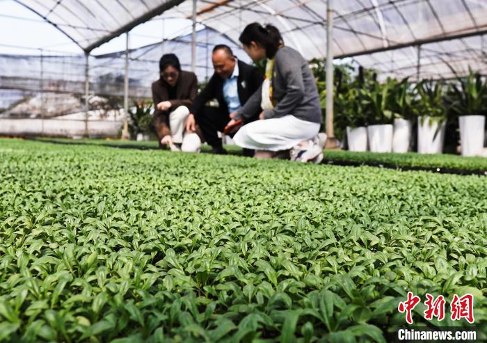 
北京广安门中医院黄牛代挂号电话票贩子号贩子网上预约挂号,住院检查加快,红土地上振兴路：南昌扬子洲头小花卉绽放“美丽经济”