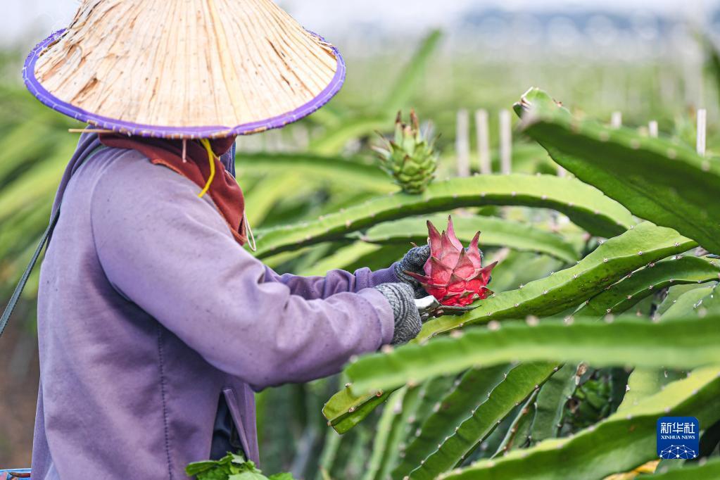 
浙江口腔医院黄牛代挂号电话票贩子号贩子网上预约挂号,住院检查加快,新华全媒+丨海南东方火龙果丰收