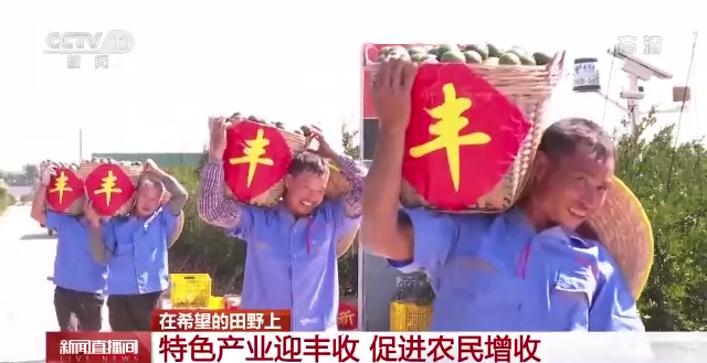 
首都医科院整形外科医院黄牛代挂号电话票贩子号贩子网上预约挂号,住院检查加快,在希望的田野上丨硕果累累 特色产业迎丰收