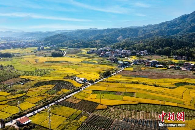 
沈阳各大医院黄牛代挂号电话票贩子号贩子网上预约挂号,住院检查加快,金秋收获好时节 打卡田园如画“丰”景