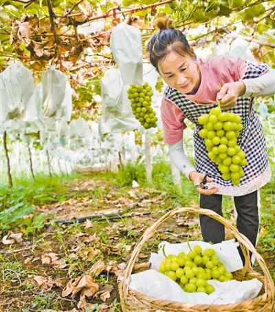 
中山大学肿瘤医院黄牛代挂号电话票贩子号贩子网上预约挂号,住院检查加快,瓜果飘香日子旺（新时代画卷·奋进十年）