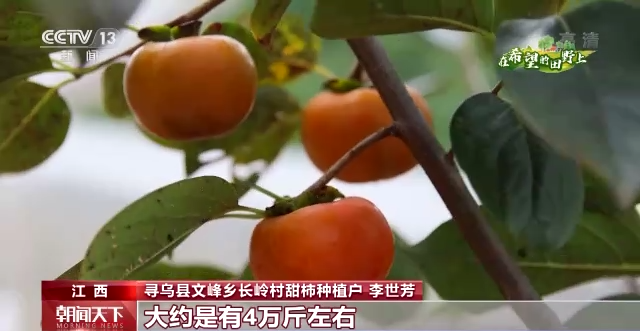 
北京朝阳医院黄牛代挂号电话票贩子号贩子网上预约挂号,住院检查加快,在希望的田野上丨甜柿、黄栀子成熟 农户忙采摘