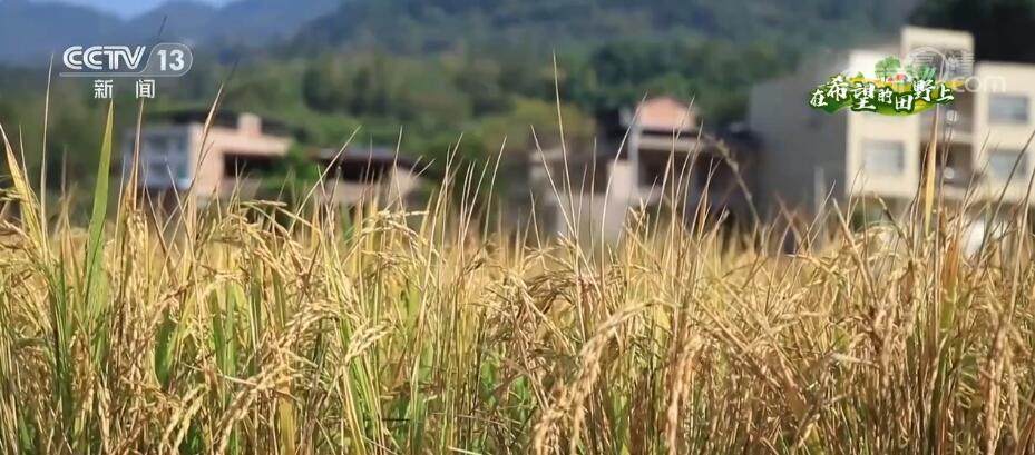 
北京肿瘤医院黄牛代挂号电话票贩子号贩子网上预约挂号,住院检查加快,重庆开州10万亩再生稻陆续进入收割期 专家指导保稳产