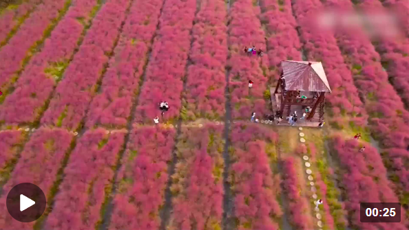 
广东省人民医院黄牛代挂号电话票贩子号贩子网上预约挂号,住院检查加快,如烟似霞！秋日限定款“粉色海洋”