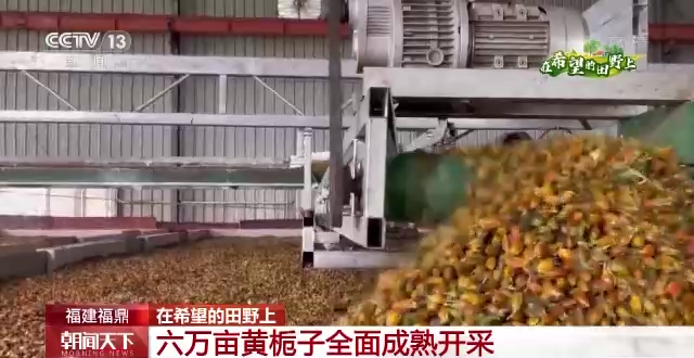 
北京朝阳医院黄牛代挂号电话票贩子号贩子网上预约挂号,住院检查加快,在希望的田野上丨甜柿、黄栀子成熟 农户忙采摘