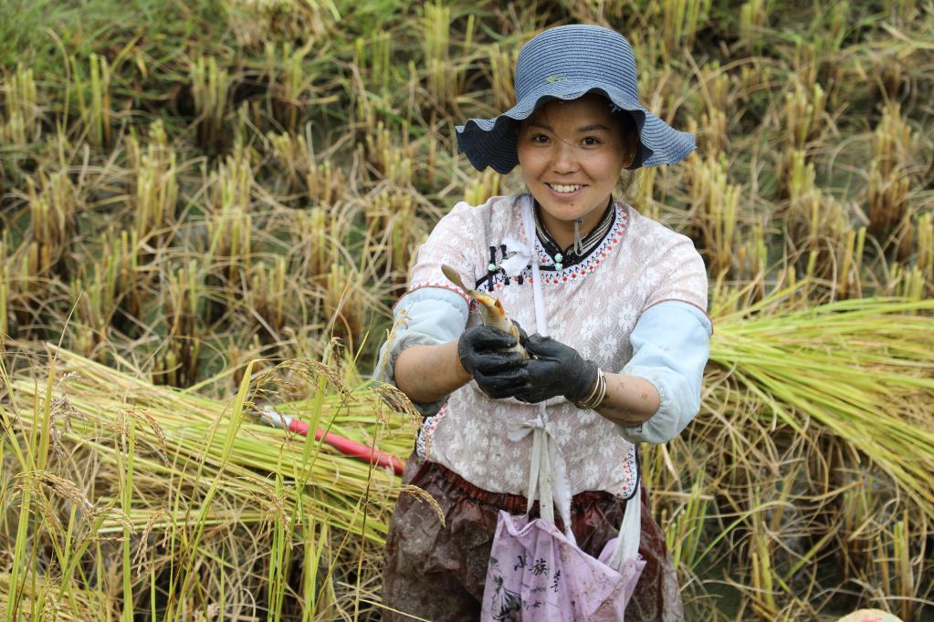 
北京大学第三医院黄牛代挂号电话票贩子号贩子网上预约挂号,住院检查加快,新华全媒+丨云南秋收见闻：“稻+”模式助力生态增收