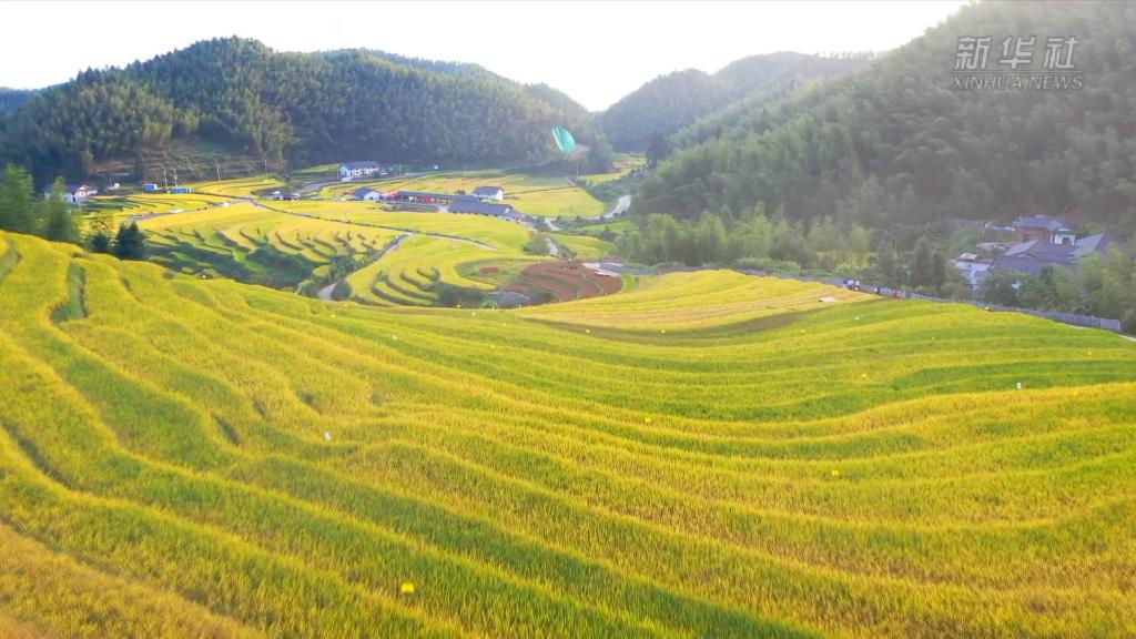 
沈阳医大二院黄牛代挂号电话票贩子号贩子网上预约挂号,住院检查加快,新华全媒+｜江西崇义：巧用农业文化遗产助推乡村振兴