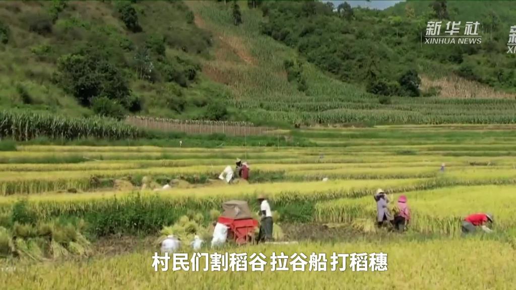 
广州中山眼科医院黄牛代挂号电话票贩子号贩子网上预约挂号,住院检查加快,新华全媒+｜云南：异龙湖流域近5000亩杂交旱稻喜获丰收