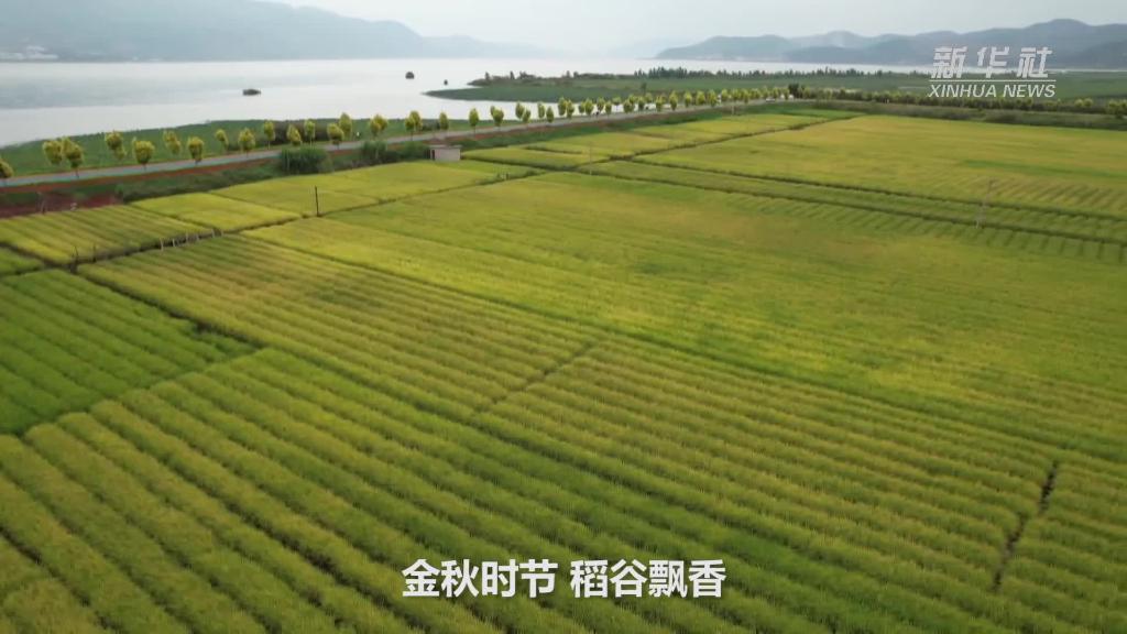 
广州中山眼科医院黄牛代挂号电话票贩子号贩子网上预约挂号,住院检查加快,新华全媒+｜云南：异龙湖流域近5000亩杂交旱稻喜获丰收