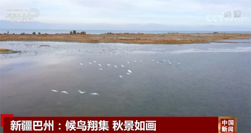 
杭州市第一人民医院黄牛代挂号电话票贩子号贩子网上预约挂号,住院检查加快,中国多地迎来迁徙候鸟 绘成一幅幅美丽和谐的生态画卷