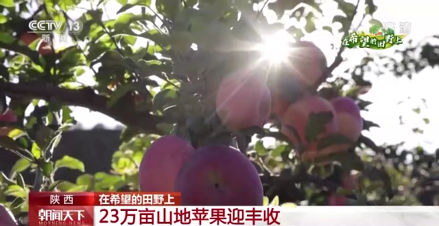 
上海胸科医院黄牛代挂号电话票贩子号贩子网上预约挂号,住院检查加快,在希望的田野上丨“三秋”生产关键期 各地秋收加速推进