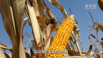 
北京宣武医院黄牛代挂号电话票贩子号贩子网上预约挂号,住院检查加快,山西：大豆玉米收割忙 种植户算起增收账
