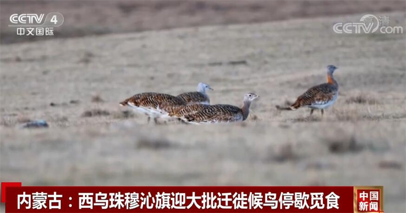 
杭州市第一人民医院黄牛代挂号电话票贩子号贩子网上预约挂号,住院检查加快,中国多地迎来迁徙候鸟 绘成一幅幅美丽和谐的生态画卷