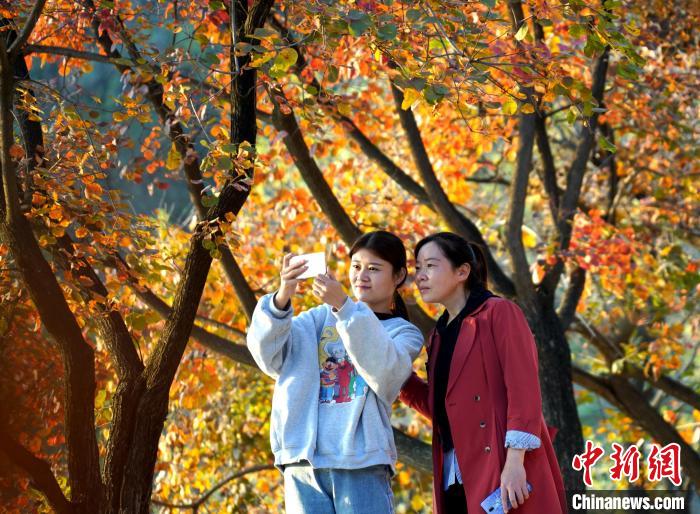 
广州中山一院黄牛代挂号电话票贩子号贩子网上预约挂号,住院检查加快,山东沂南：漫山红叶醉游人
