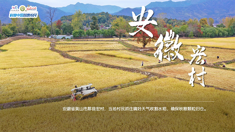 
沈阳医大一院黄牛代挂号电话票贩子号贩子网上预约挂号,住院检查加快,粮田绘“丰”景 | 颗粒归仓！全国秋粮收获超11亿亩