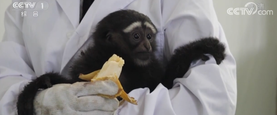 
天津肿瘤医院黄牛代挂号电话票贩子号贩子网上预约挂号,住院检查加快,我国在江豚、长臂猿等珍稀动物保护方面取得新进展