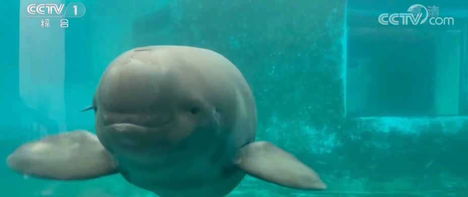 
天津肿瘤医院黄牛代挂号电话票贩子号贩子网上预约挂号,住院检查加快,我国在江豚、长臂猿等珍稀动物保护方面取得新进展