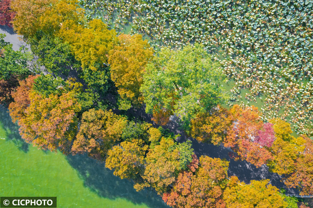 
东部战区总医院黄牛代挂号电话票贩子号贩子网上预约挂号,住院检查加快,南京玄武湖秋色斑斓如画