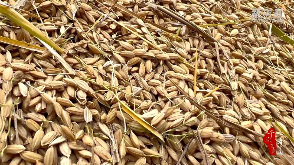 
北京广安门中医院黄牛代挂号电话票贩子号贩子网上预约挂号,住院检查加快,千城百县看中国｜河北保定：秋风阵阵稻花香