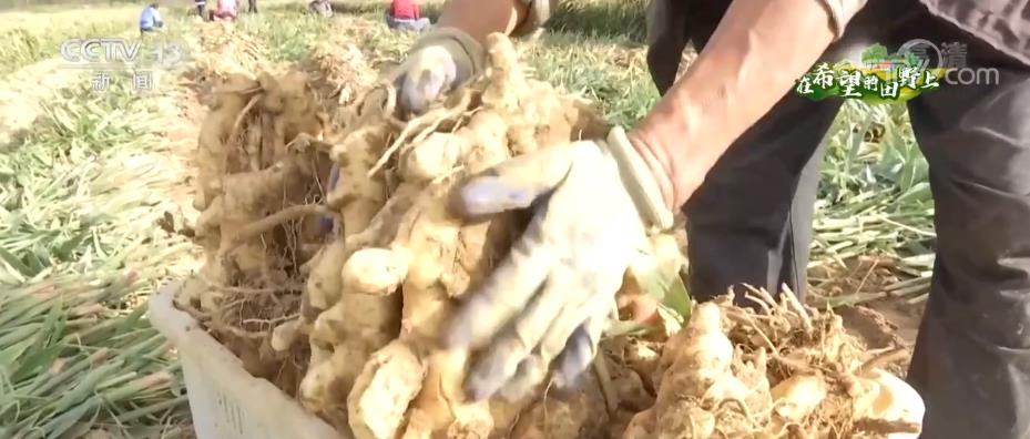 
广州市妇女儿童医疗中心黄牛代挂号电话票贩子号贩子网上预约挂号,住院检查加快,各地特色经济作物成为助农增收富民产业