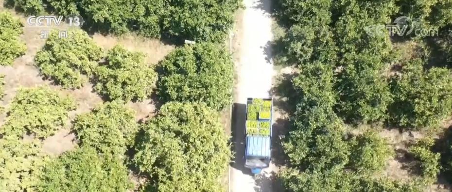 
广州市妇女儿童医疗中心黄牛代挂号电话票贩子号贩子网上预约挂号,住院检查加快,各地特色经济作物成为助农增收富民产业