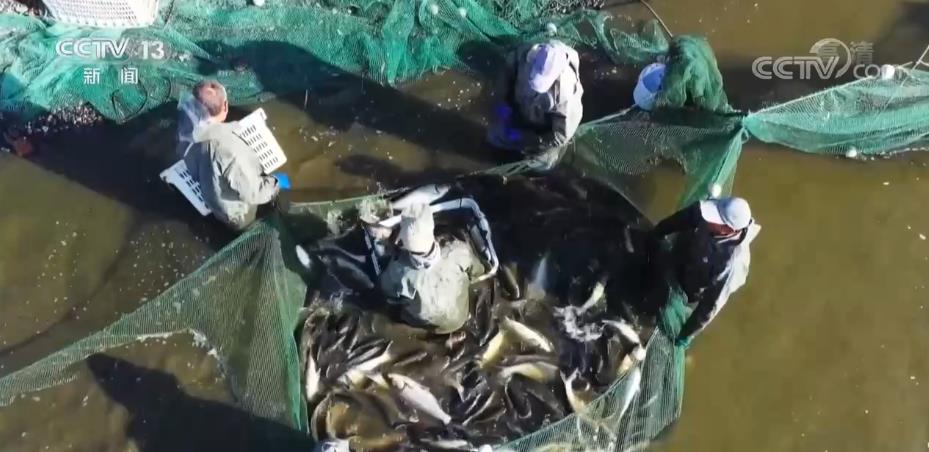 
北京空军总医院黄牛代挂号电话票贩子号贩子网上预约挂号,住院检查加快,鱼跃人欢 鱼塘好“丰”景