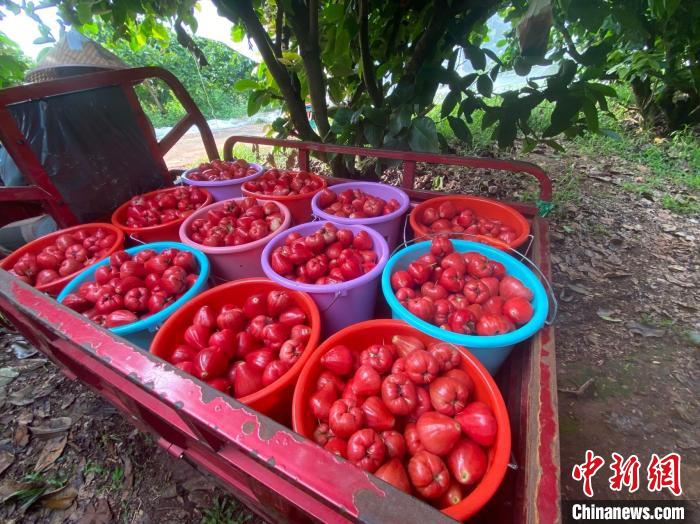 
南京儿童医院黄牛代挂号电话票贩子号贩子网上预约挂号,住院检查加快,“莲雾大王”扎根海南20余年：大陆市场让莲雾成为最有发展前景的水果