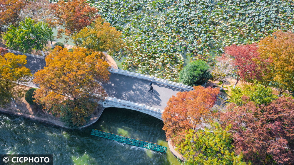 
东部战区总医院黄牛代挂号电话票贩子号贩子网上预约挂号,住院检查加快,南京玄武湖秋色斑斓如画